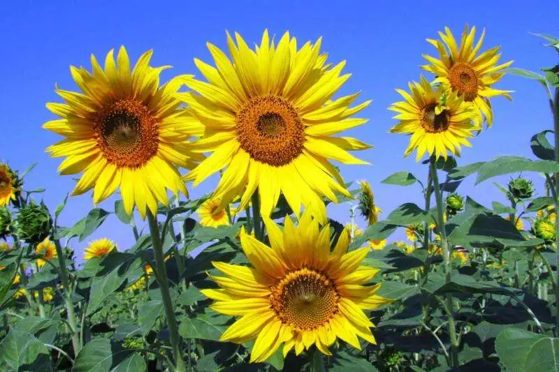 sunflower seedling tracking sun