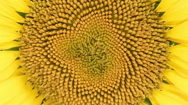 sunflower head spiral close-up