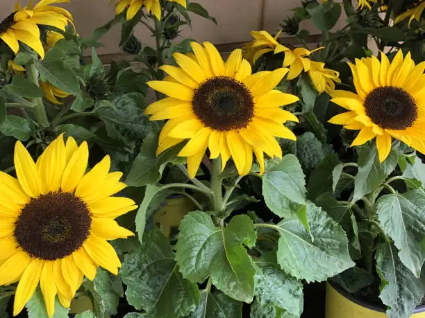 Balcony Giants, Pocket Pots: Dwarf vs Monster Sunflowers Without the Wind-Topple Drama