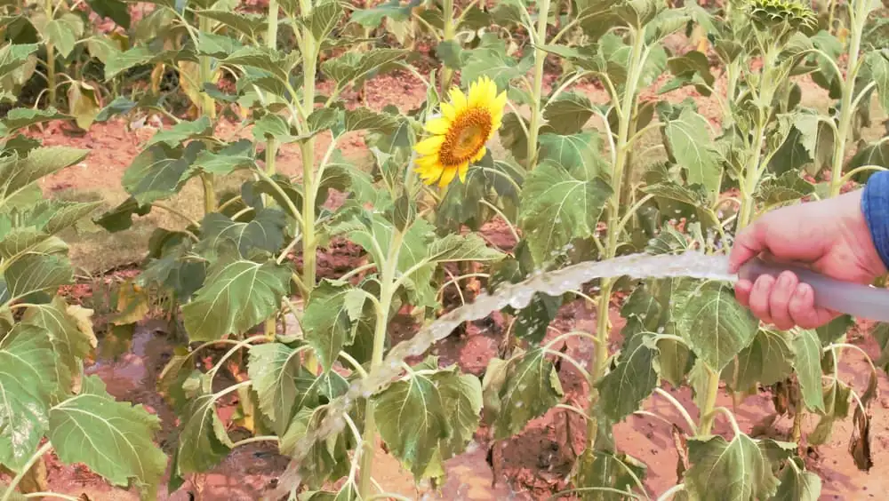 watering potted sunflower at base