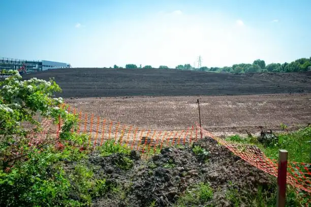 Sunflowers as Eco-Helpers: Can They Really Clean Soil and Water?