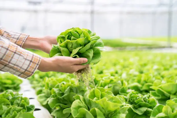 sunflower roots hydroponic tank