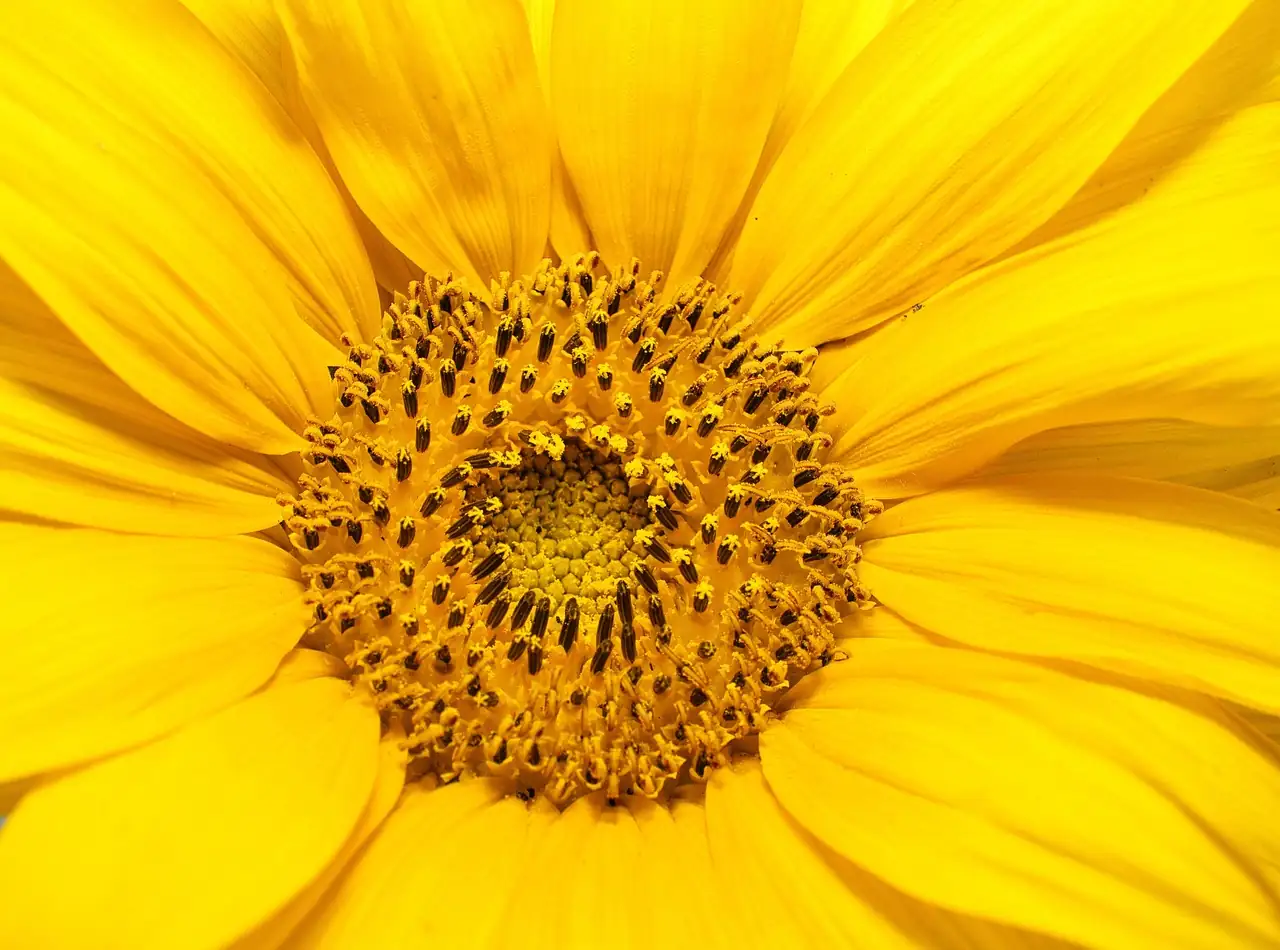sunflower in european formal garden