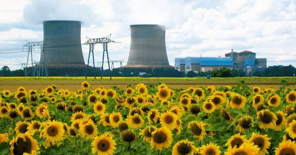 sunflower roots in contaminated soil