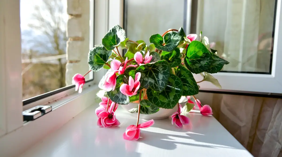 cyclamen cool window thermometer