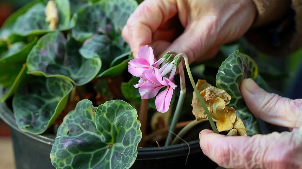 cyclamen bottom watering in bowl