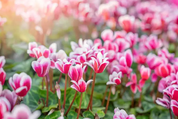cyclamen deadheading twist stem
