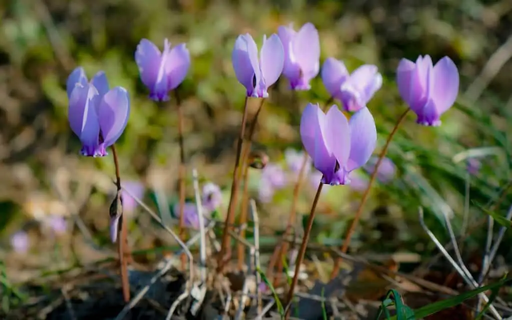 cyclamen crown close-up tuber
