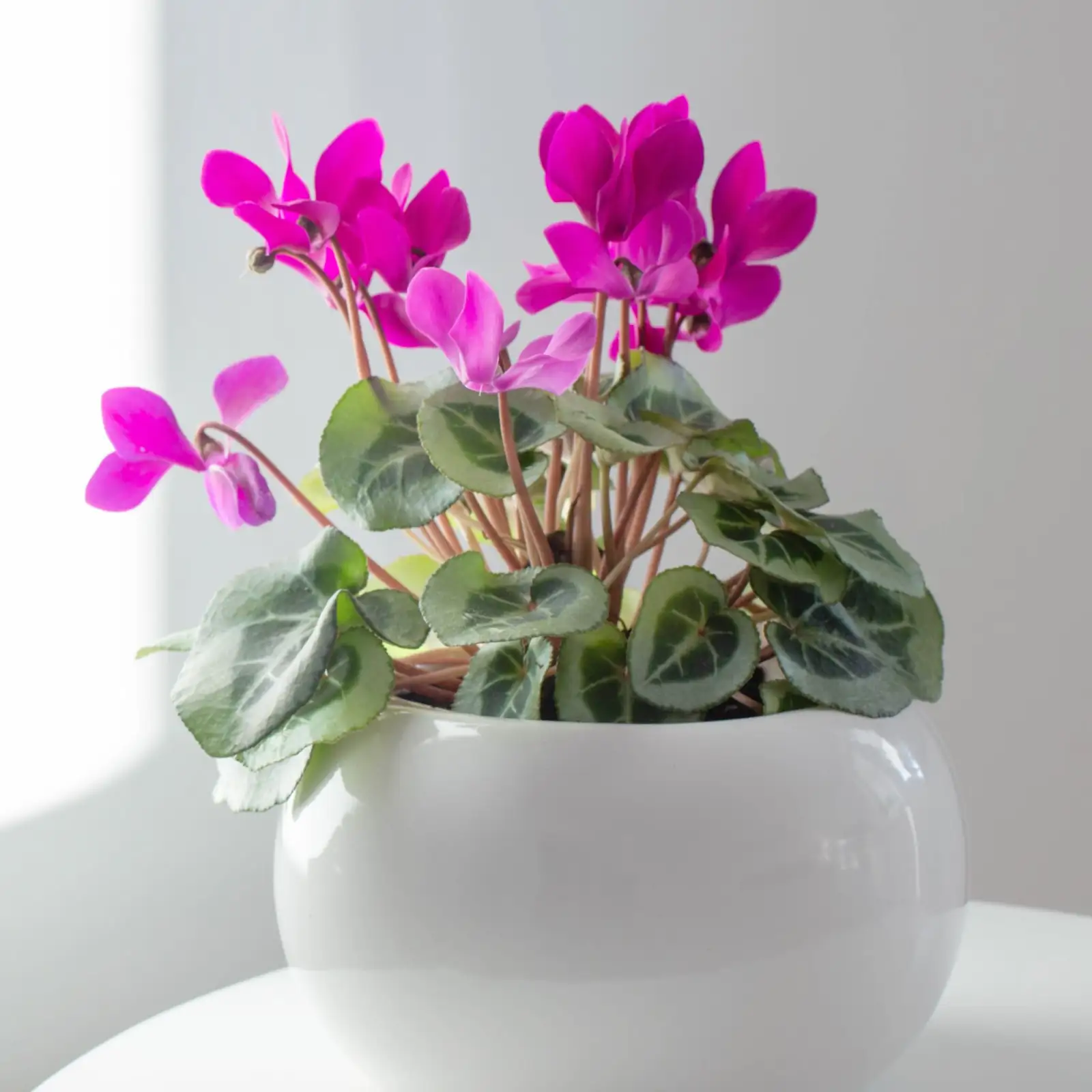 cyclamen deadheading twist stem base