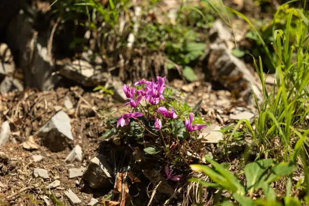 cyclamen persicum rocky hillside habitat