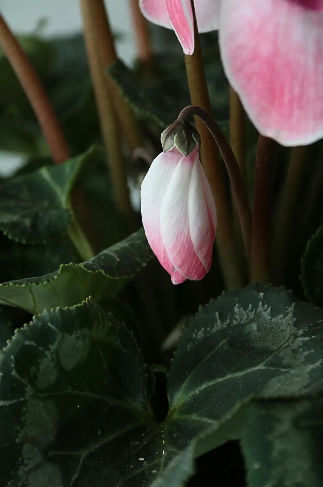 cyclamen persicum marbled leaves close-up