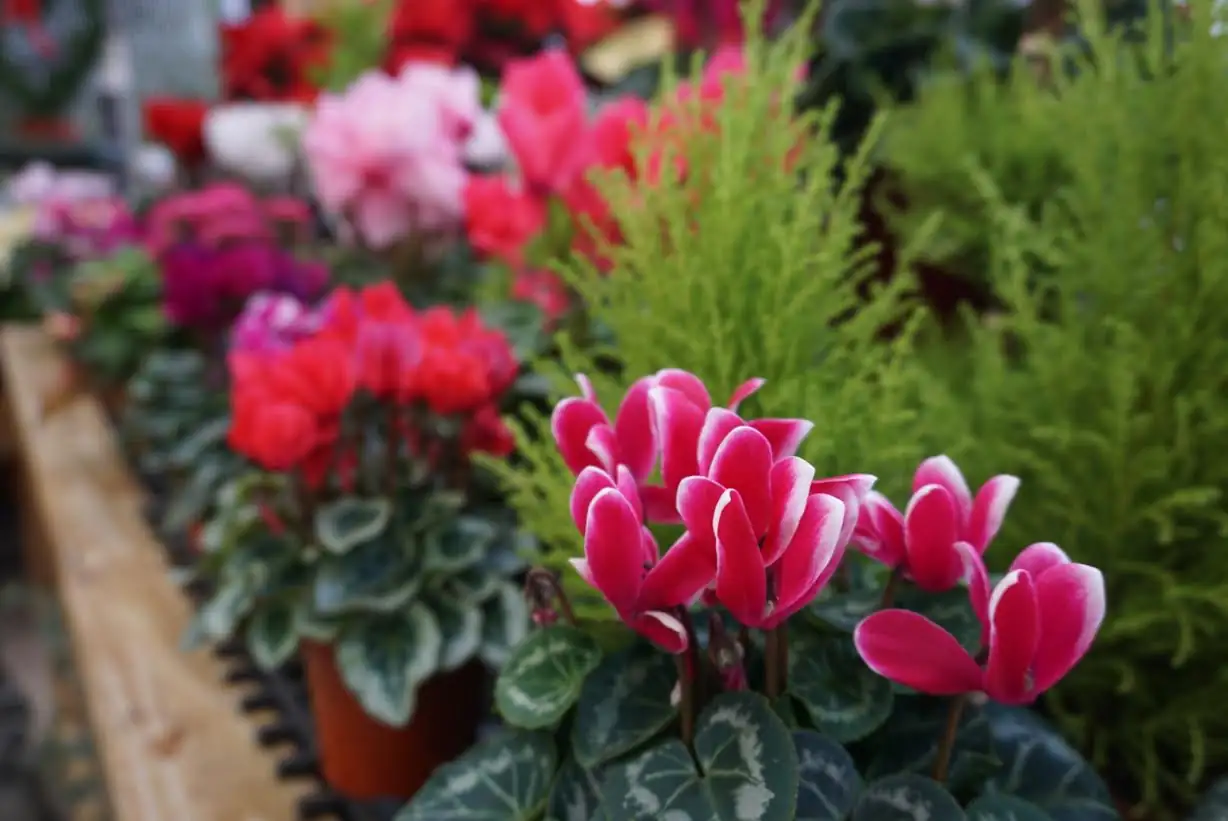 cyclamen persicum exposed crown repotting