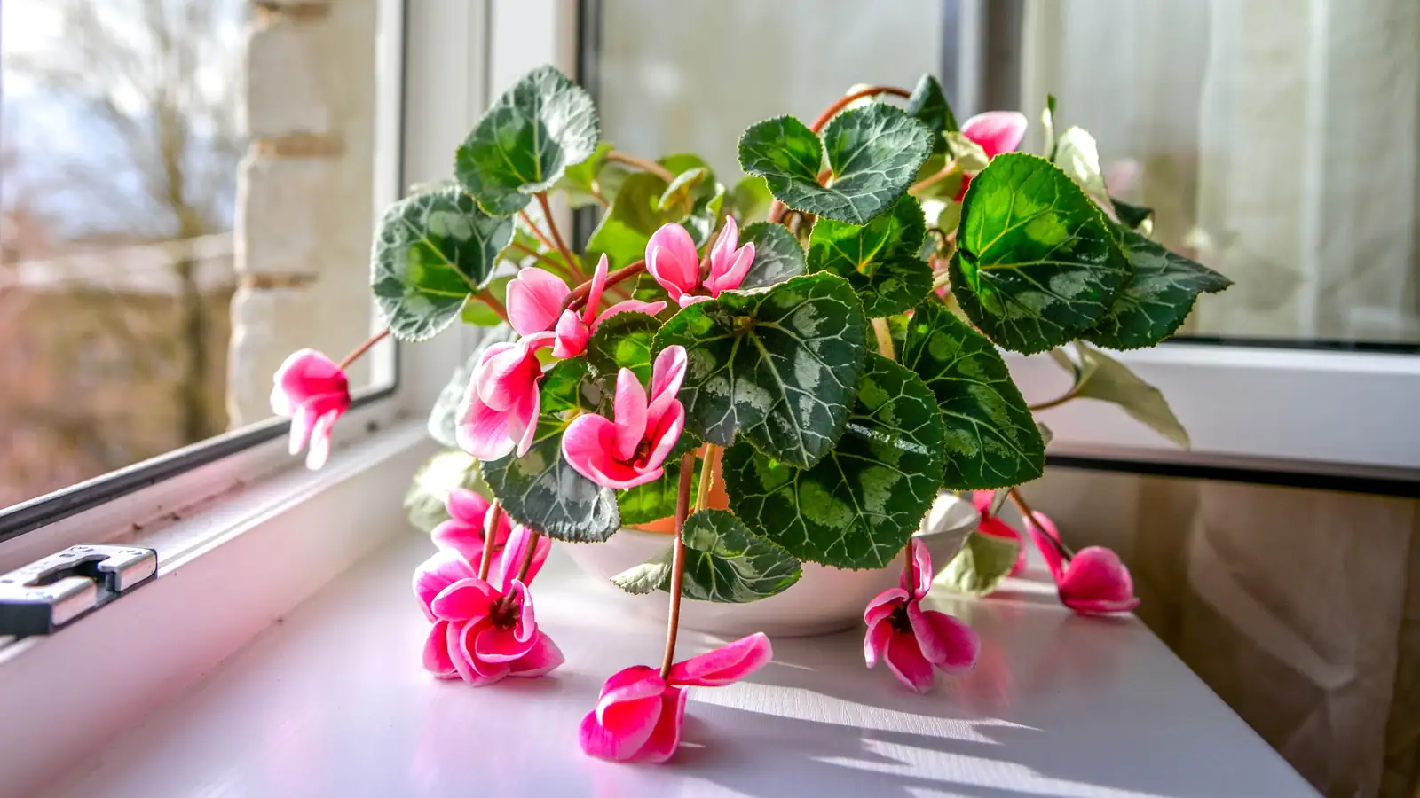 Butterfly Petals and Twisty Seed Stems: 11 Cyclamen Quirks You’ll Love Showing Off