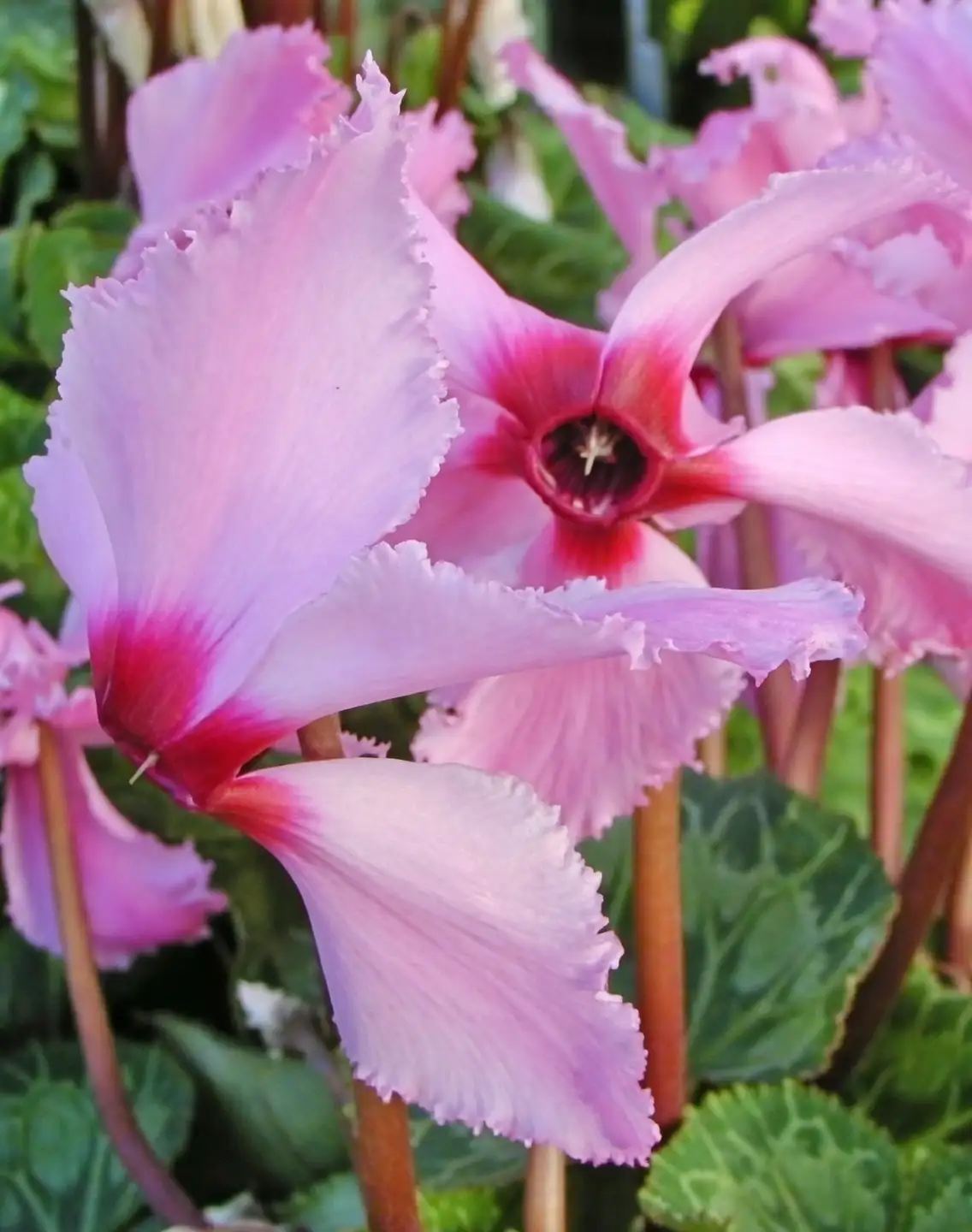 cyclamen reflexed petals close-up