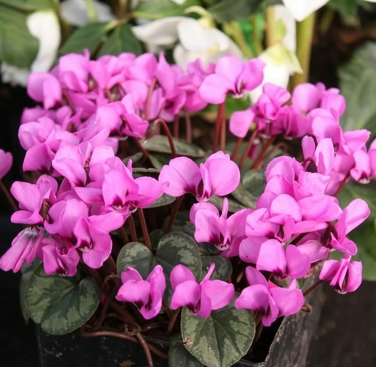 cyclamen marbled leaves close-up