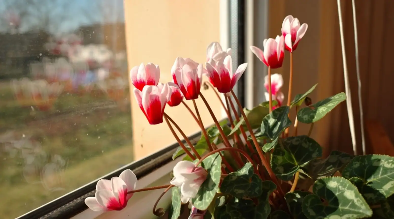 What Does Cyclamen Whisper? The Flower Language Behind Devotion, Goodbyes, and Winter Hope
