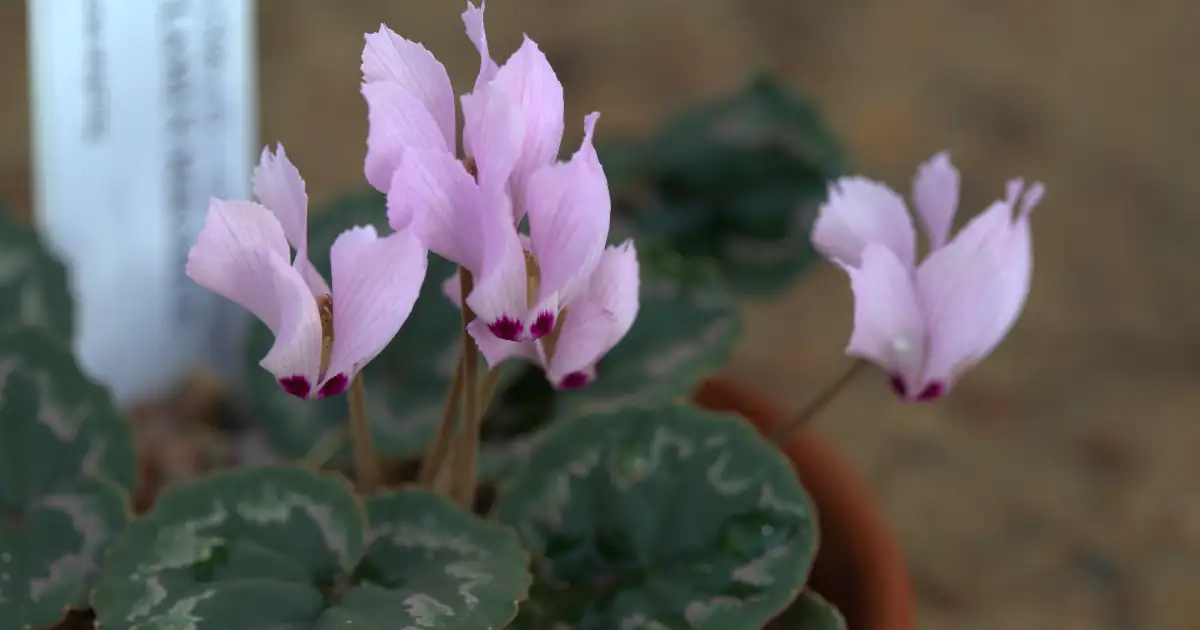 cyclamen leaf marbling close-up