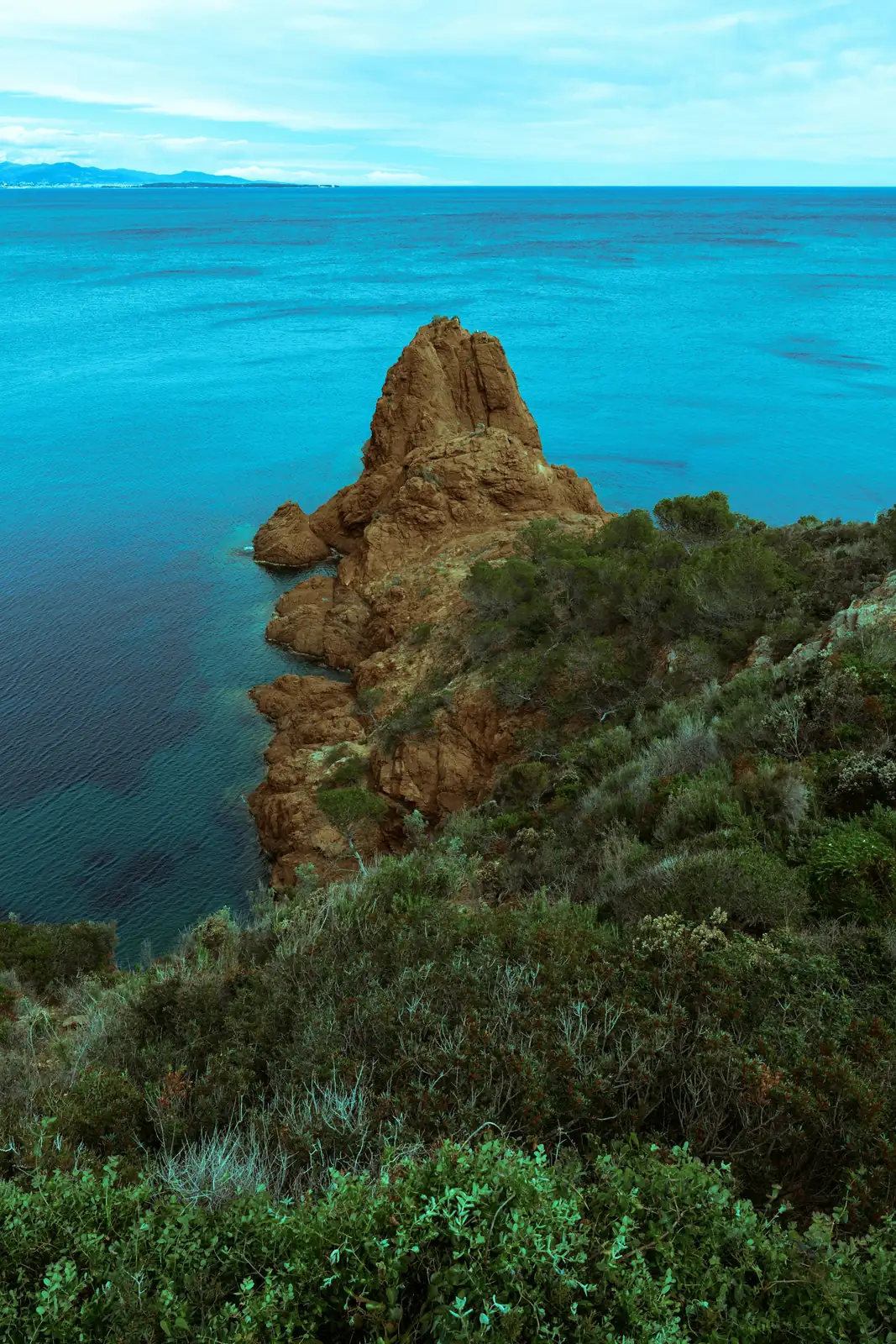cyclamen on rocky Mediterranean hillside