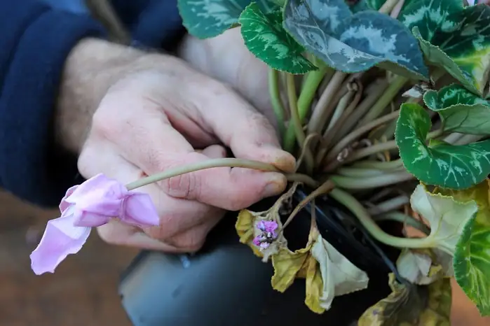 cyclamen persicum deadheading hand close-up