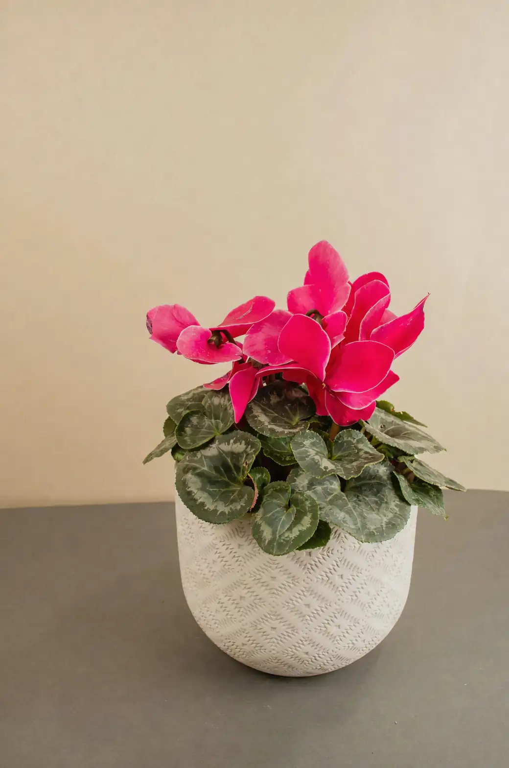 Seed-to-Show: A Cyclamen Propagation Masterclass (Yes, Germinate in the Dark!)