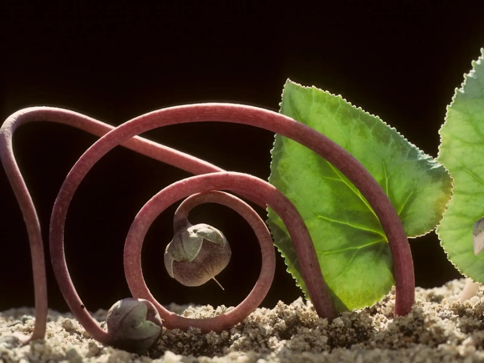 cyclamen seed pod macro