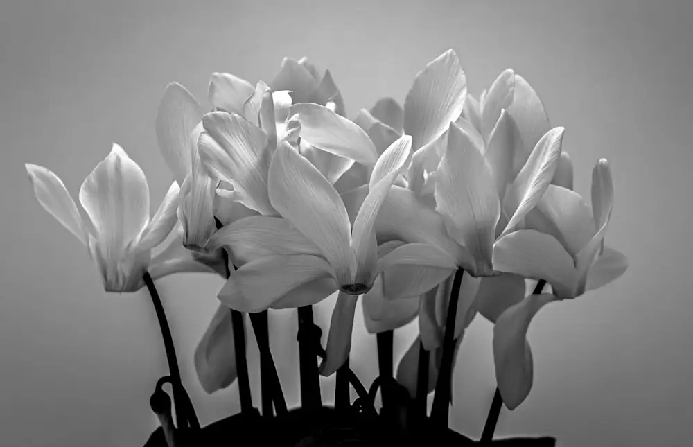 cyclamen seeds tray blackout cover