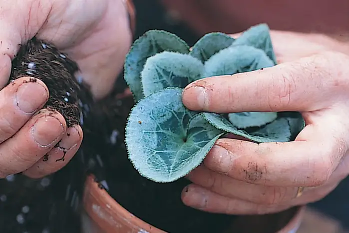 cyclamen seedlings pricking out