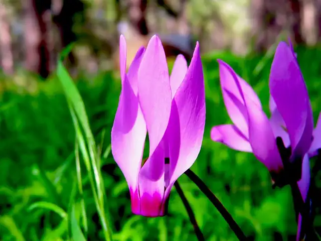 cyclamen tuber division cut