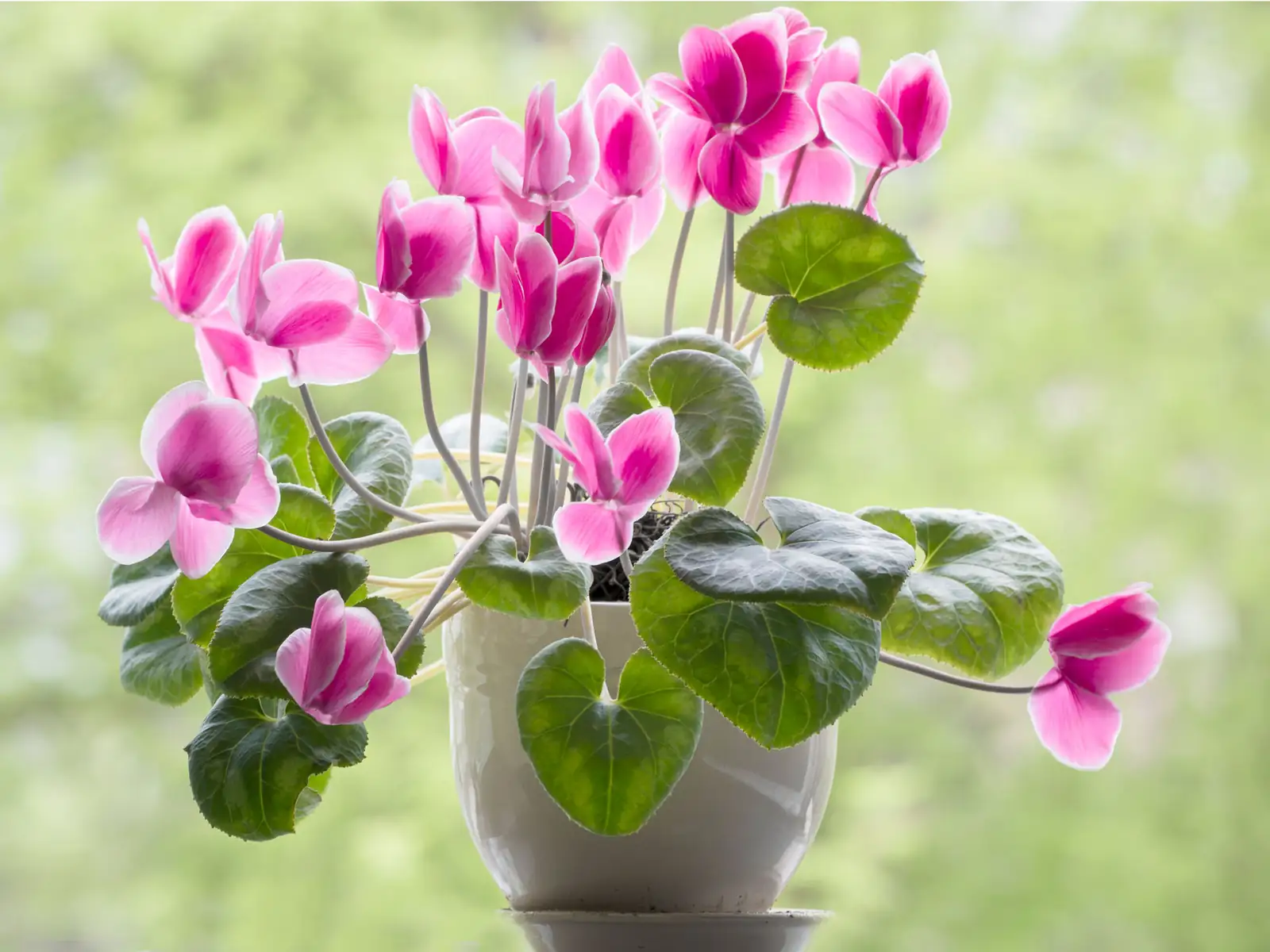 The Winter Gift That Keeps Blooming: How to Choose, Wrap, and Coach a Cyclamen for Friends