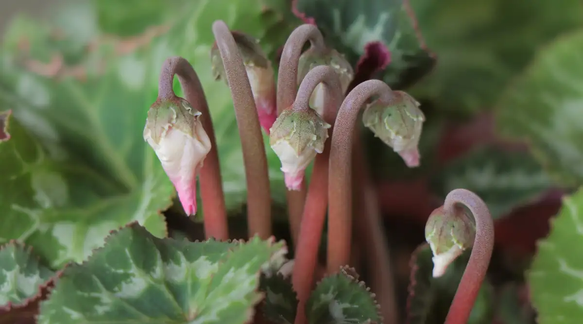 cyclamen unopened buds close-up