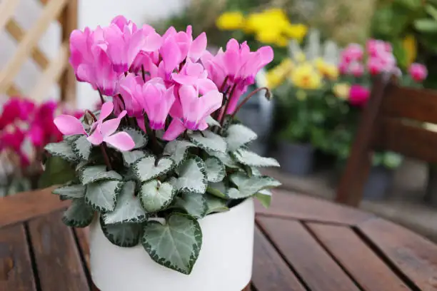 cyclamen bottom watering saucer