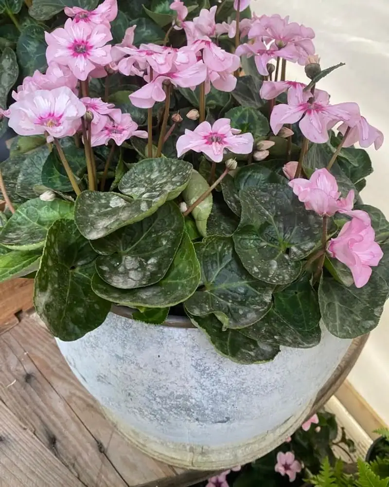 cyclamen twist off spent flower