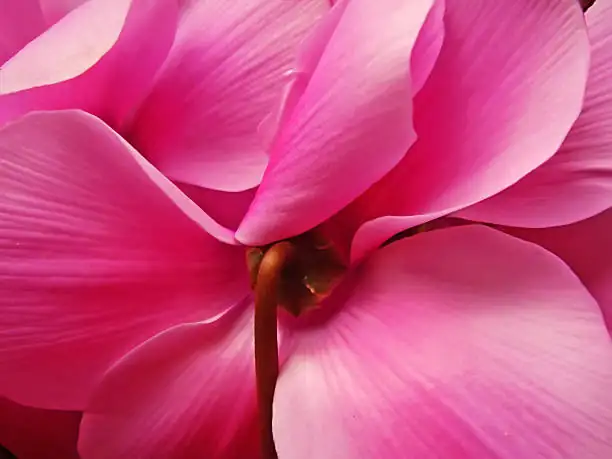 cyclamen flower reflexed petals macro