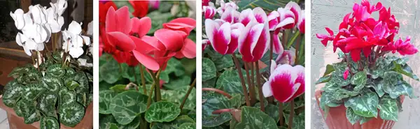cyclamen cultivars ruffled picotee colors
