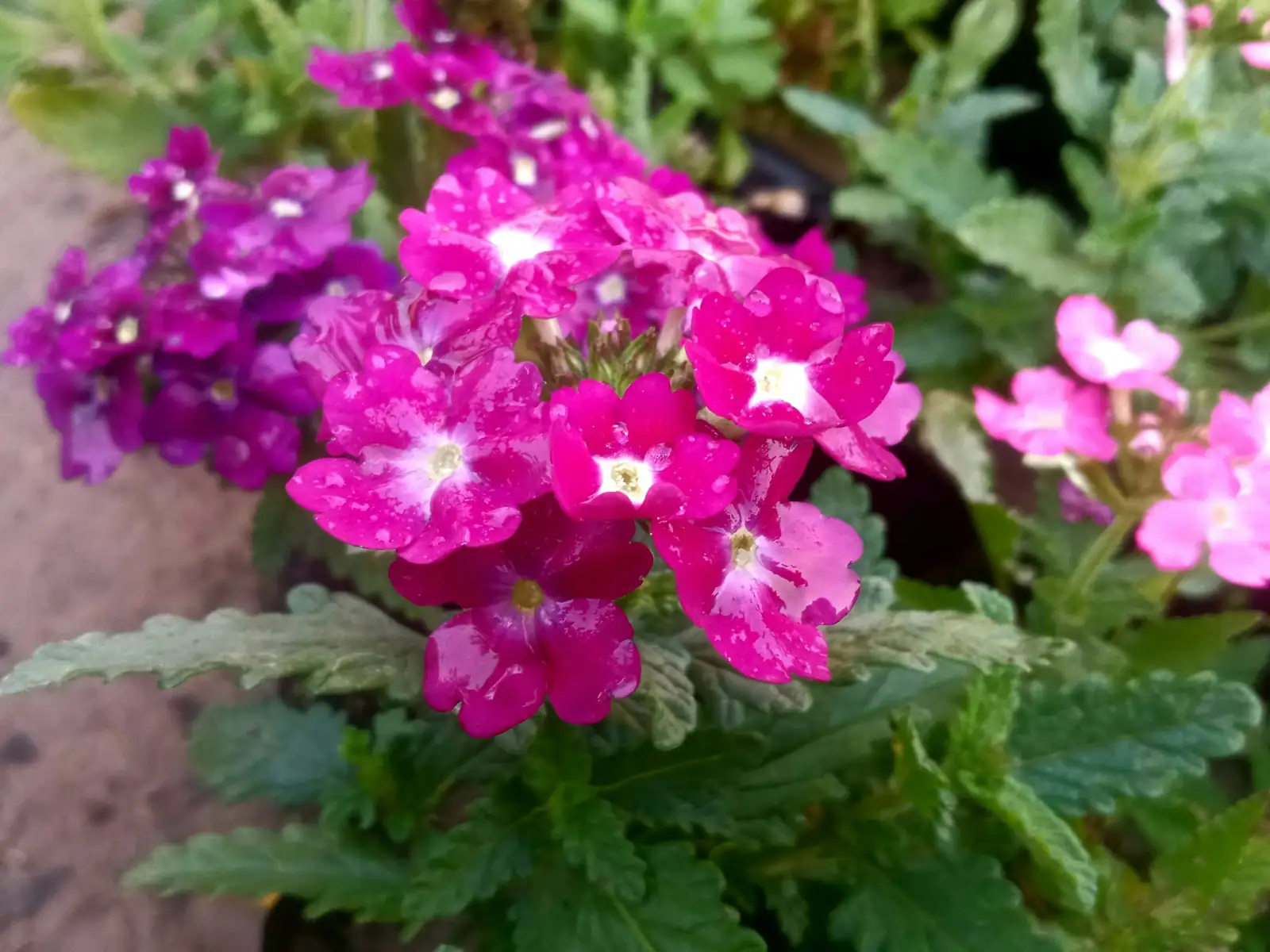 Sun, Sip, and Shear: The Simple Formula to Keep Common Vervain Blooming All Summer