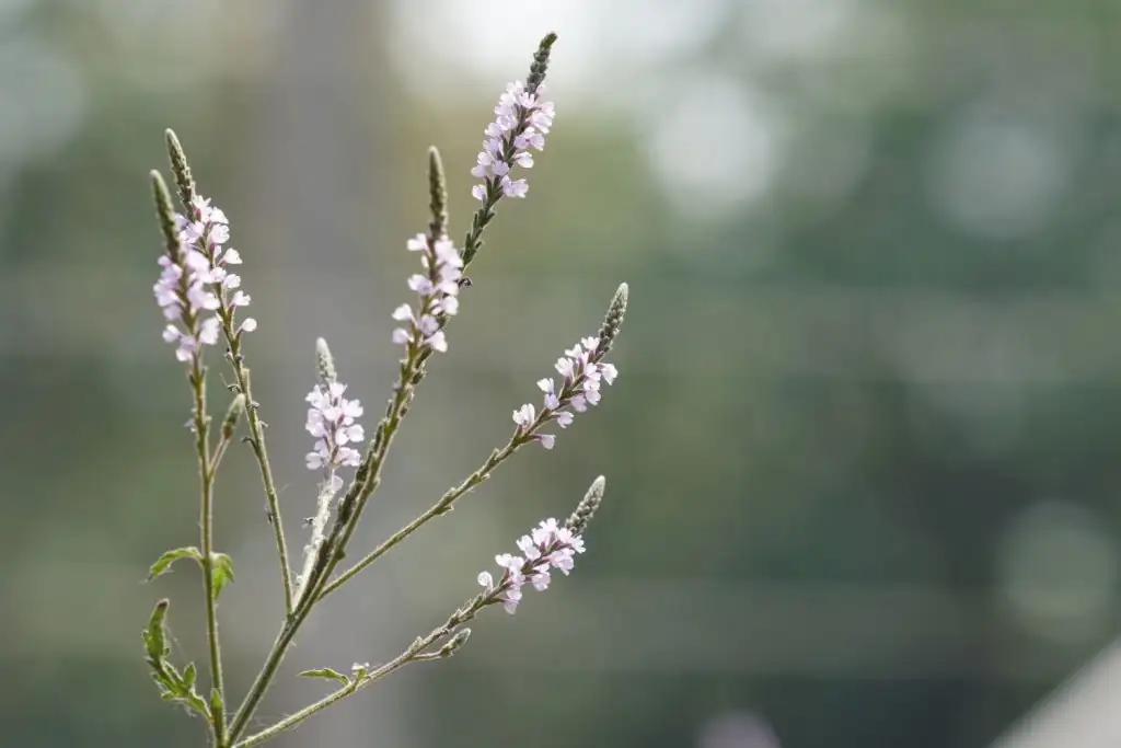common vervain watering at base