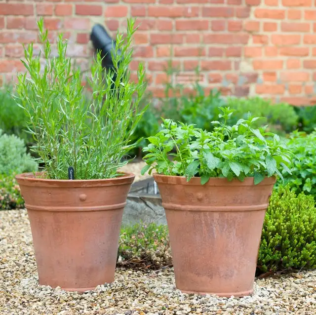 common vervain in terracotta pot