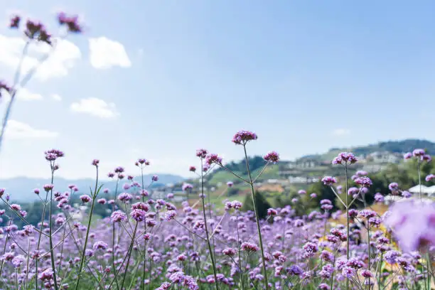 From ‘Tears of Isis’ to ‘Herb of the Cross’: The Epic Journey of Common Vervain
