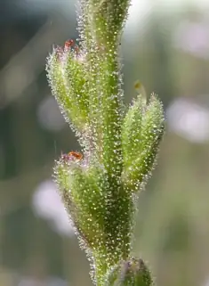 common vervain meadow margin
