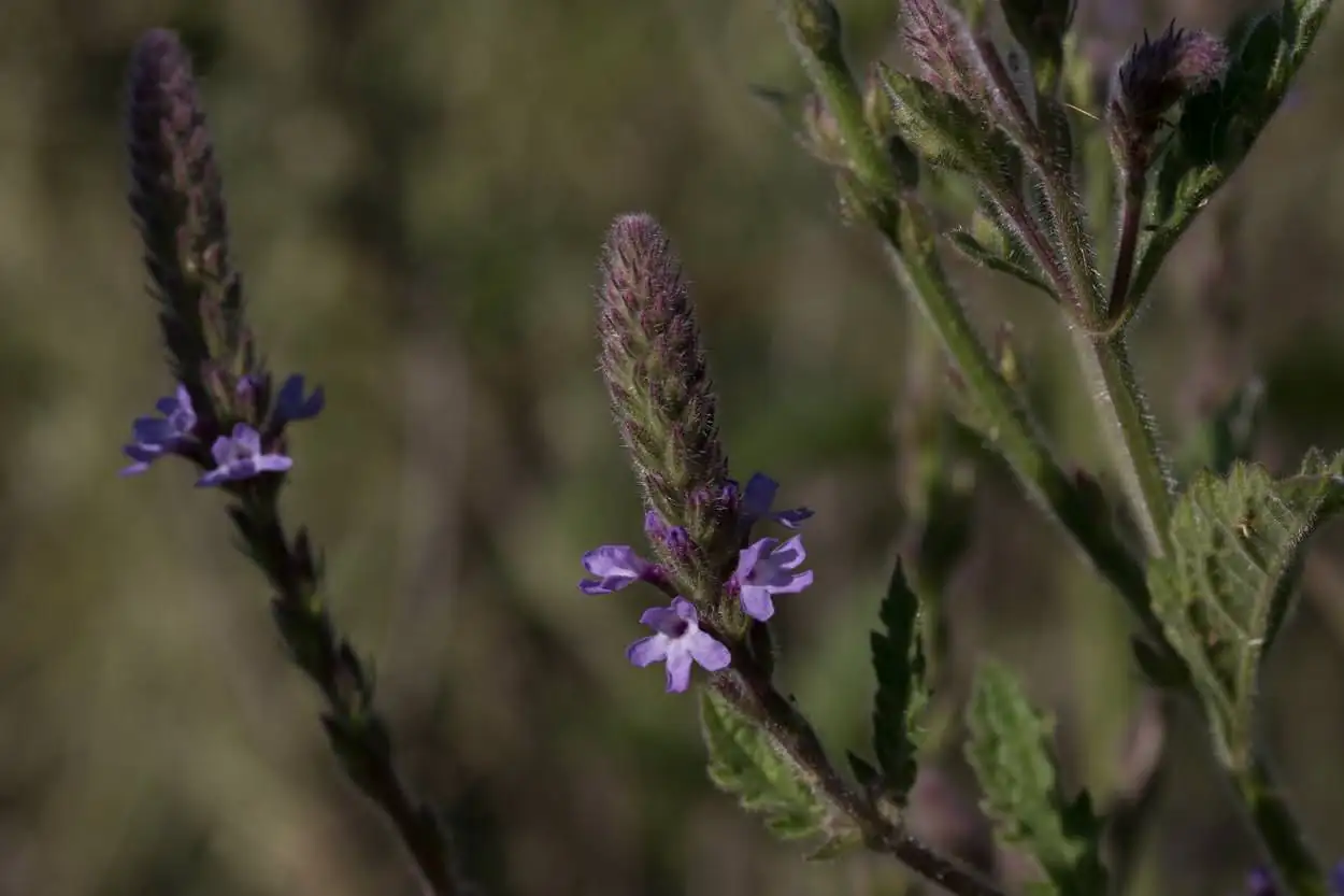 common vervain flower spike close-up