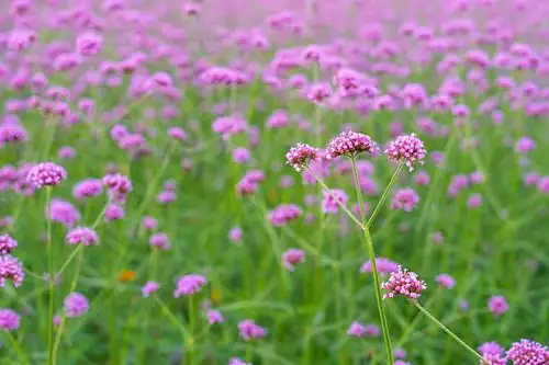 common vervain cottage garden border