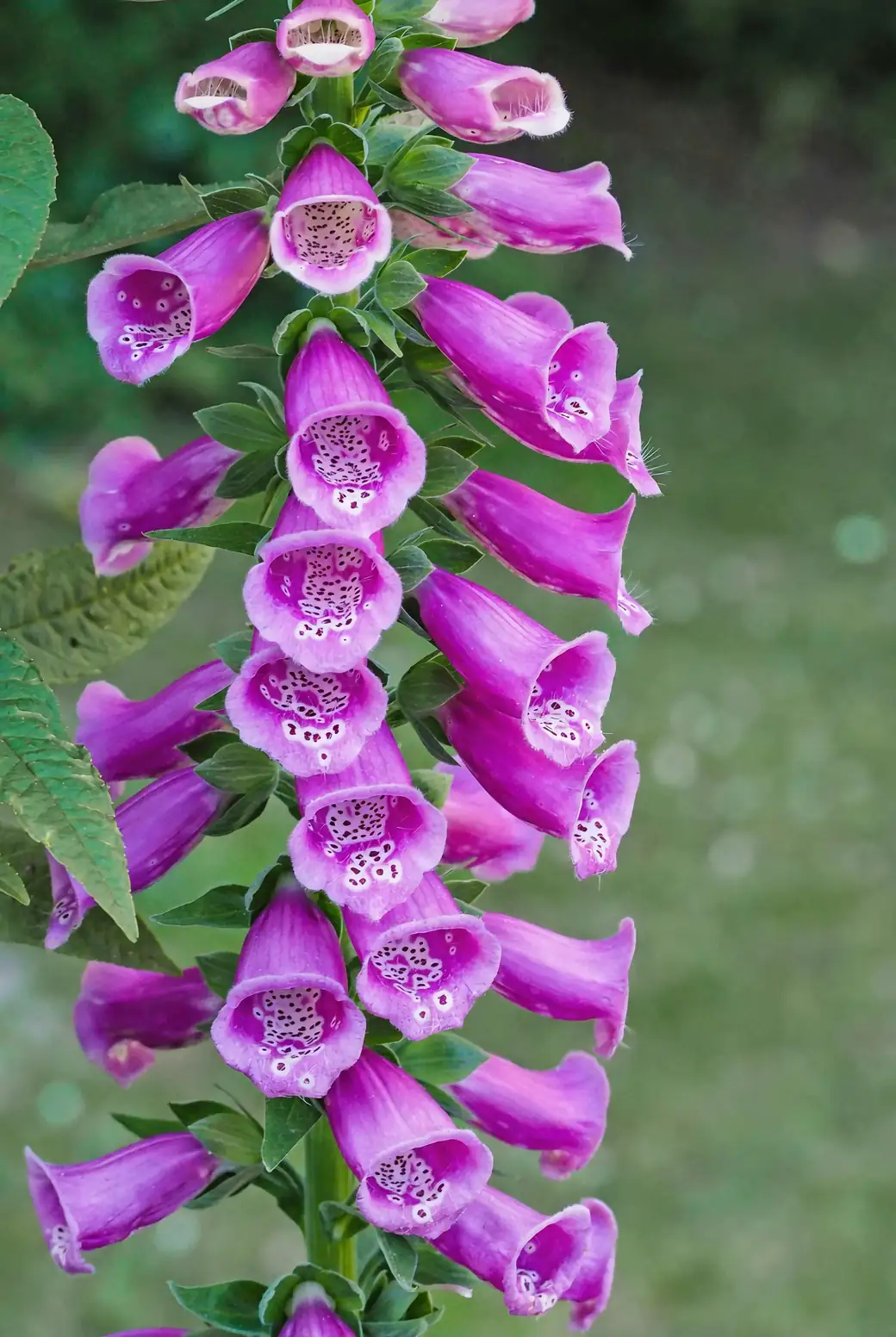 Square Stems, Purple Sparks: 10 Quirky Vervain Facts You’ll Love