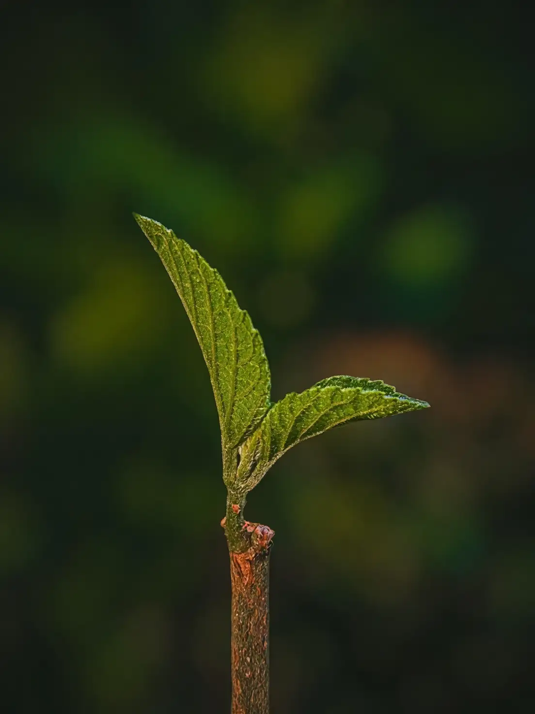 common vervain square stem close-up