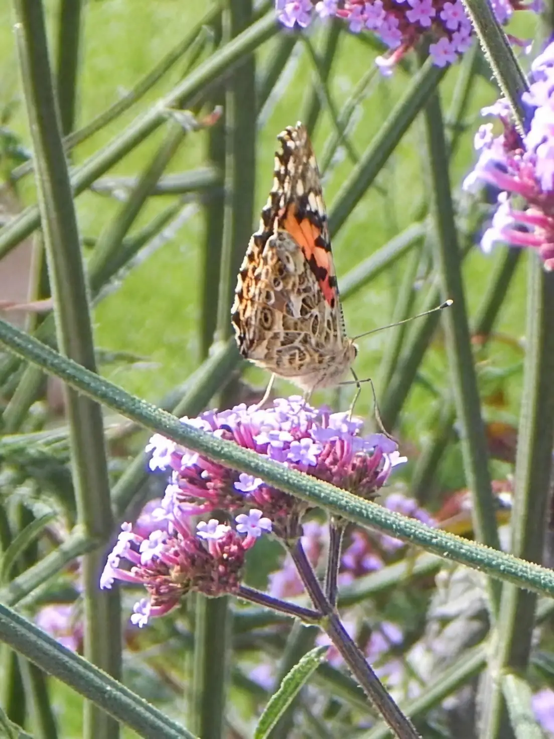 common vervain bee feeding