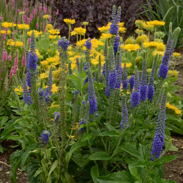 common vervain sunny border drift