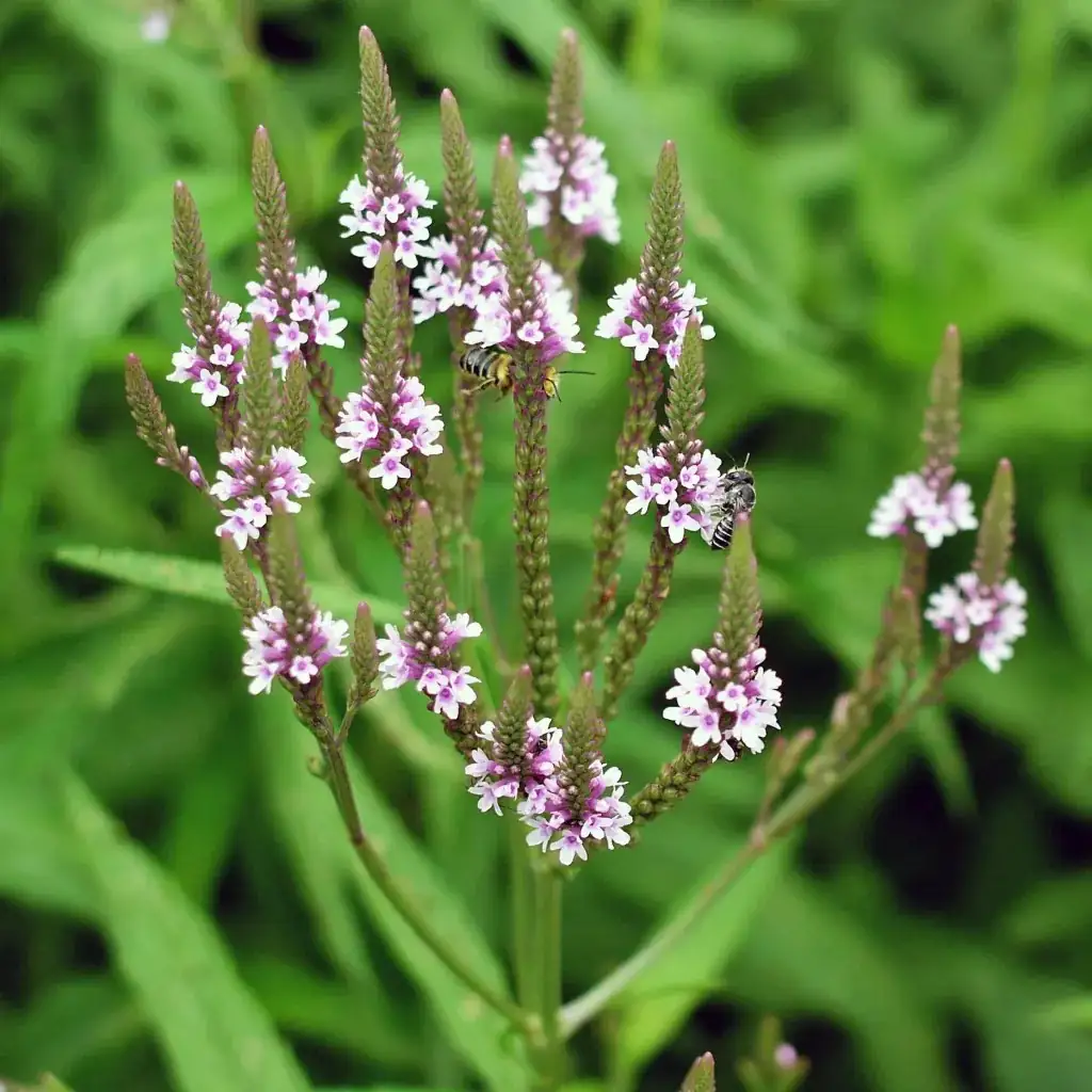 “You Have Bewitched Me”: The Flower Language of Vervain and How It Became a Charm for Peace and Protection