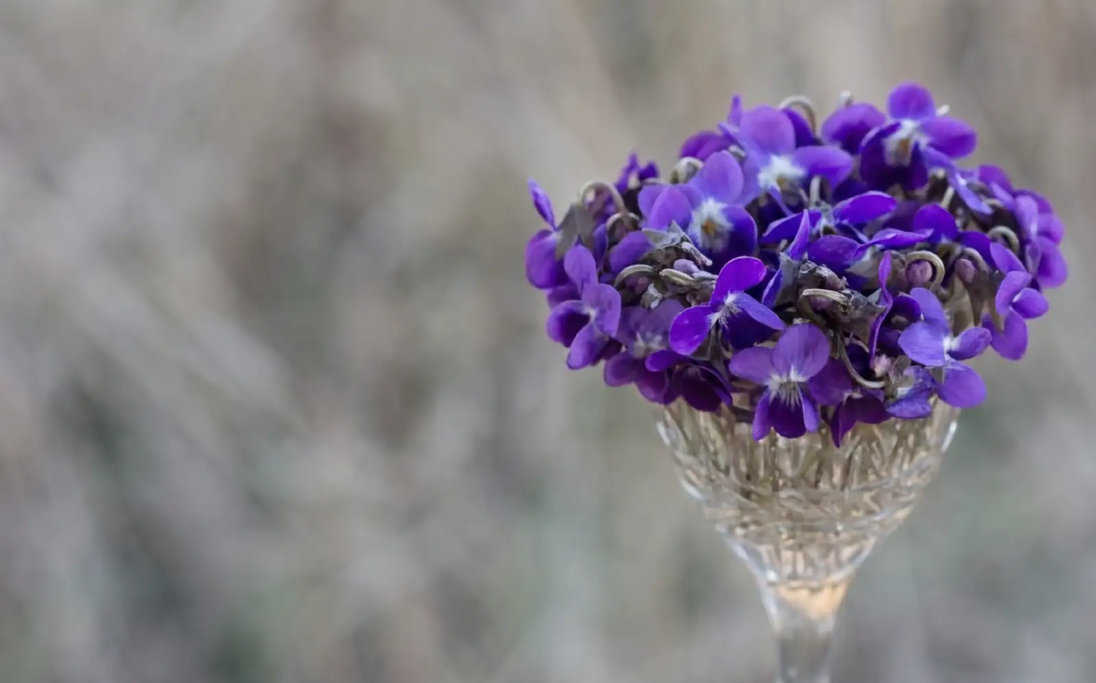 vervain bouquet with violets