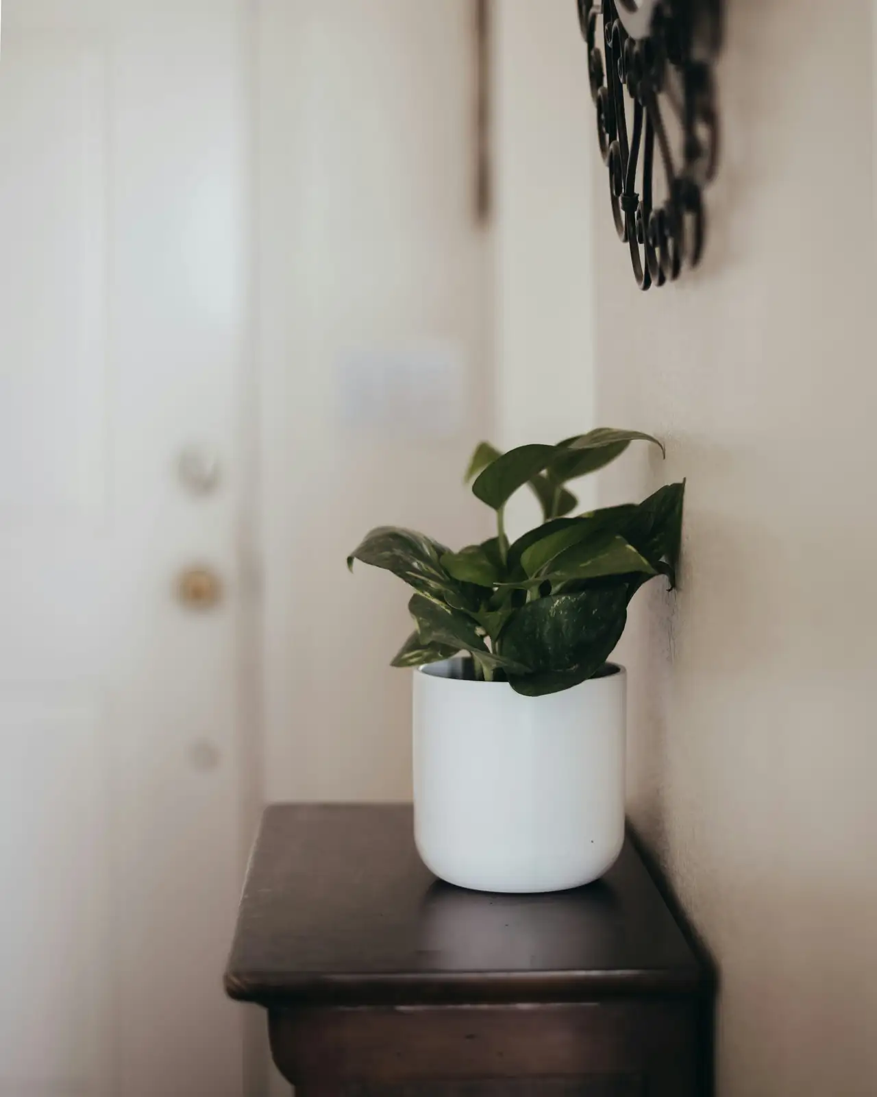 vervain potted plant entryway