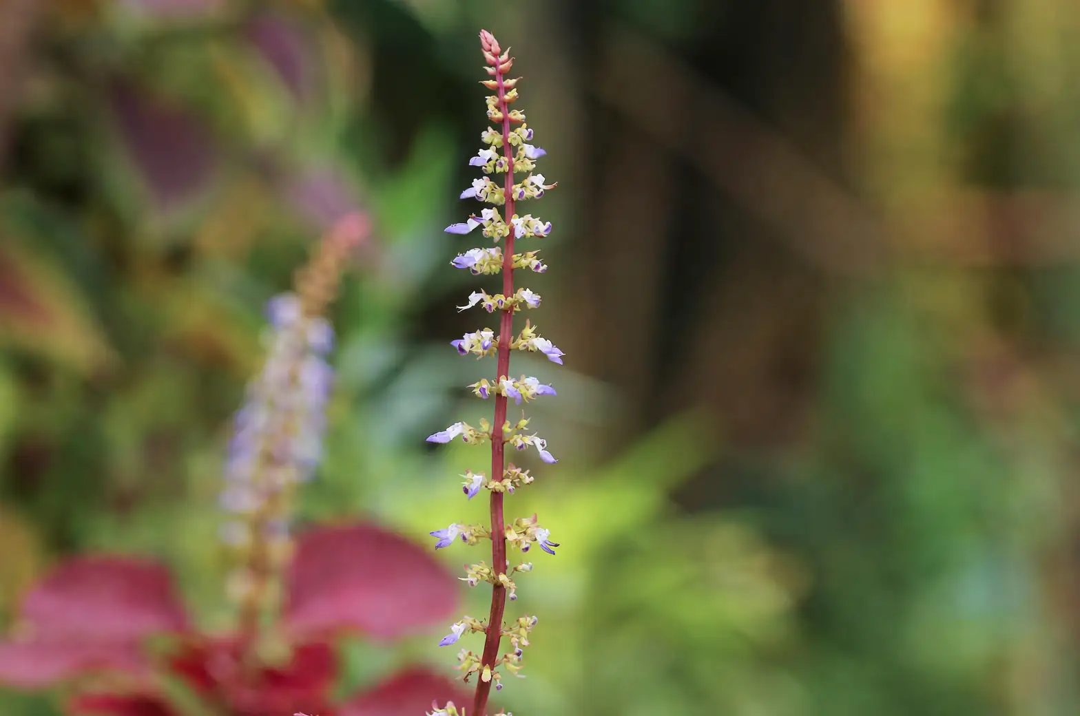 Seed, Cut, or Divide? A Propagation Masterclass for Common Vervain (with Timing You Won’t Forget)
