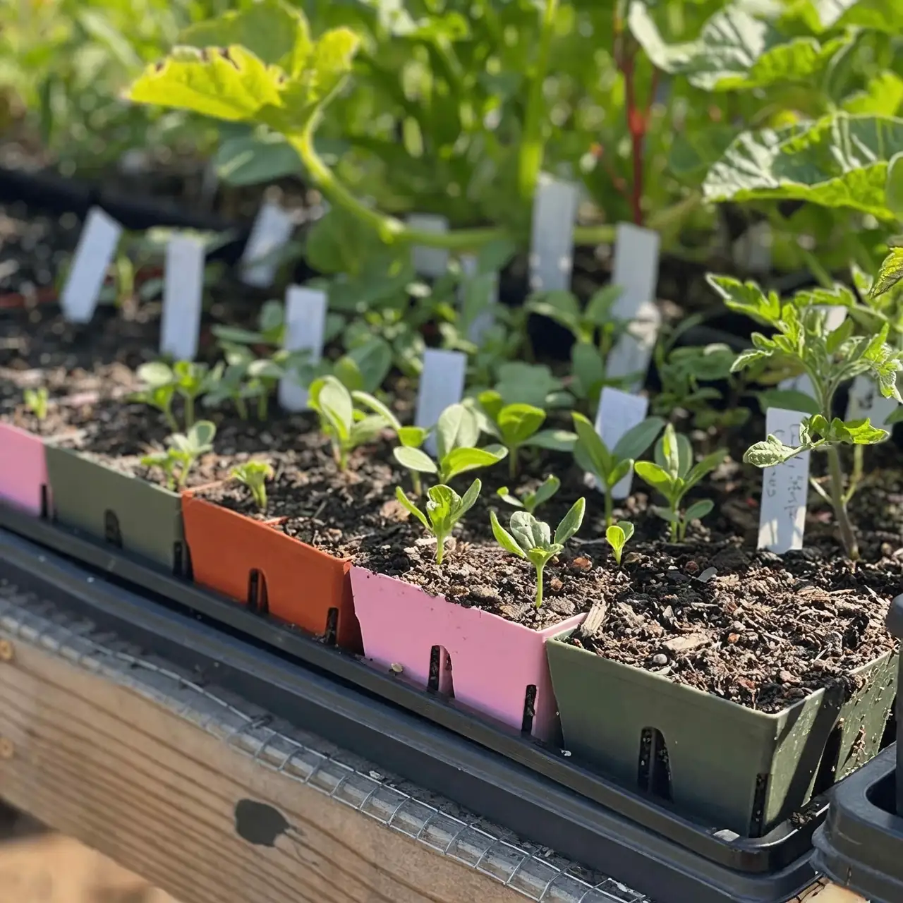 vervain seedlings in seed tray